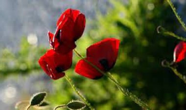 Ümmetin Göz Yaşları